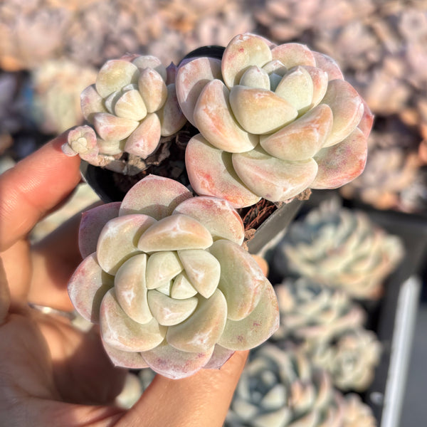 Echeveria Ice Dew 冰露