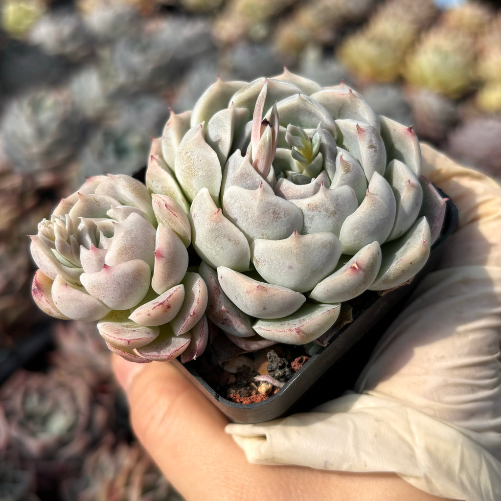 heart delight succulent Echeveria Heart String 心弦Succulent Delight new hybrid – Succulents Delight