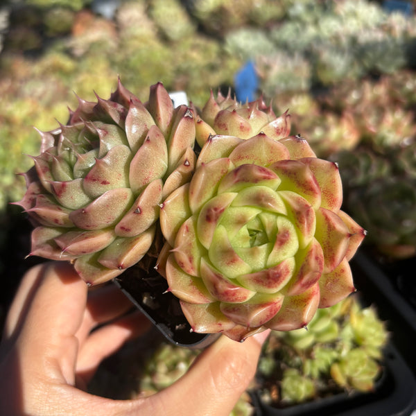 Get the same Echeveria Mulgan sp cluster No. 1