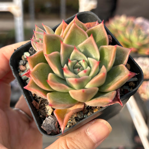 Echeveria Red Dress 红裙 Succulent Delight new hybrid