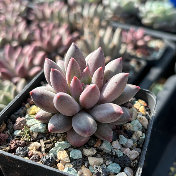Pachyveria Red Grape 红葡萄