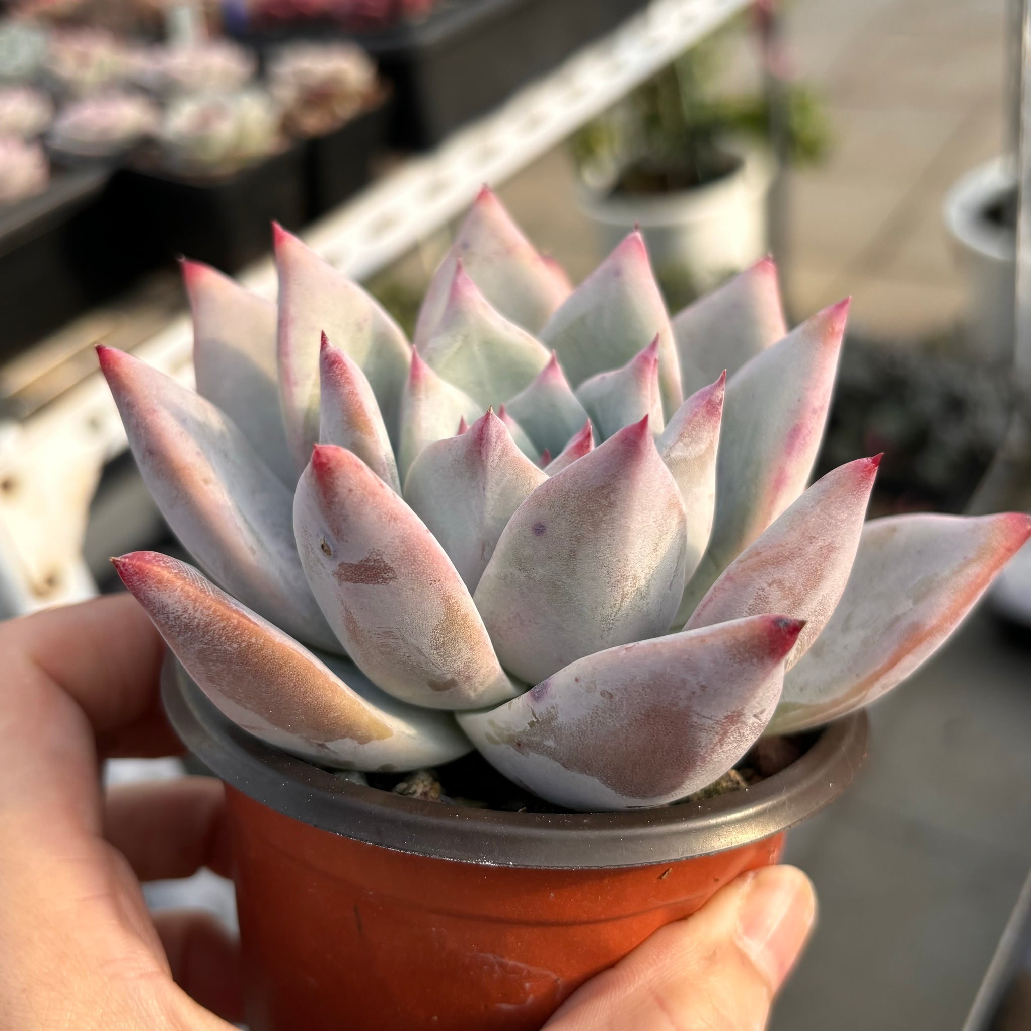 colorata succulent Echeveria Colorata 卡罗拉Succulent Delight new hybrid – Succulents Delight