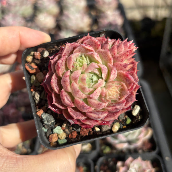 Echeveria Sacred Peach 仙桃