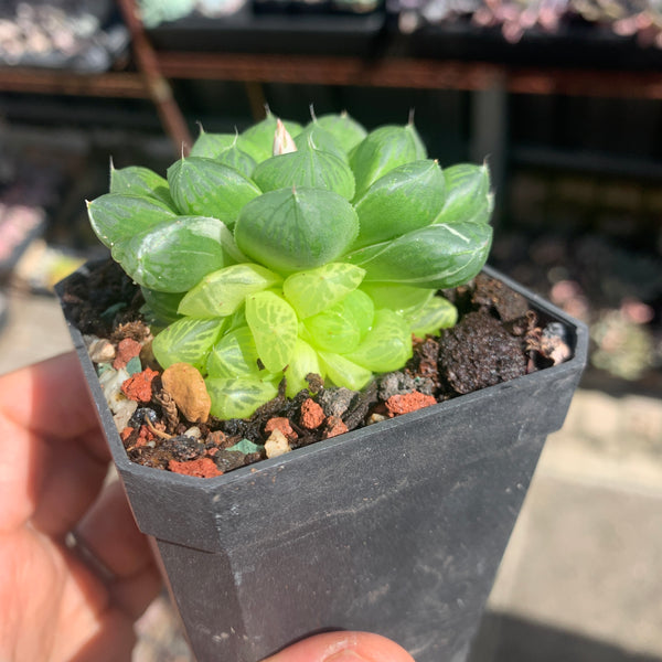 Haworthia Cooperi sp Suzhou cluster (no variegation) 苏州玉露锦（退锦）