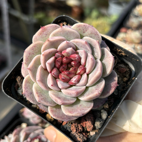 Echeveria red velvet 红天鹅绒