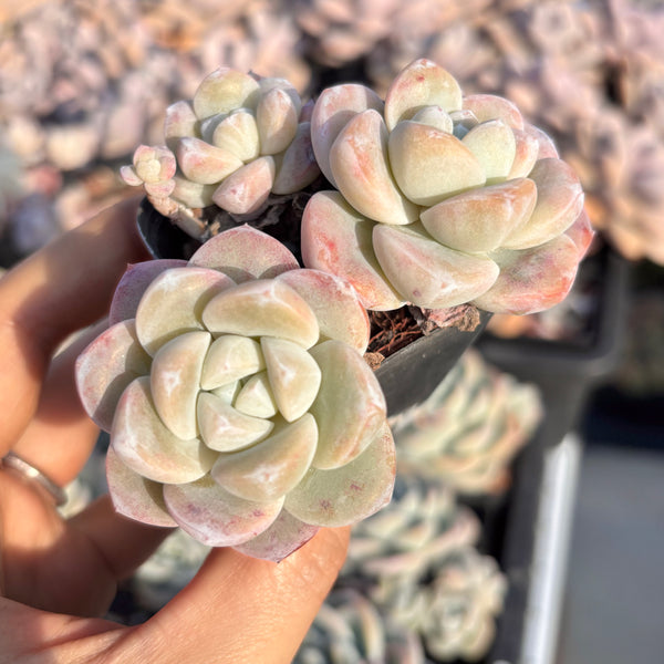 Echeveria Ice Dew 冰露