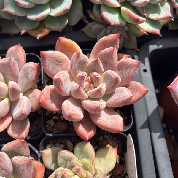 Echeveria Katelyn 凯特琳