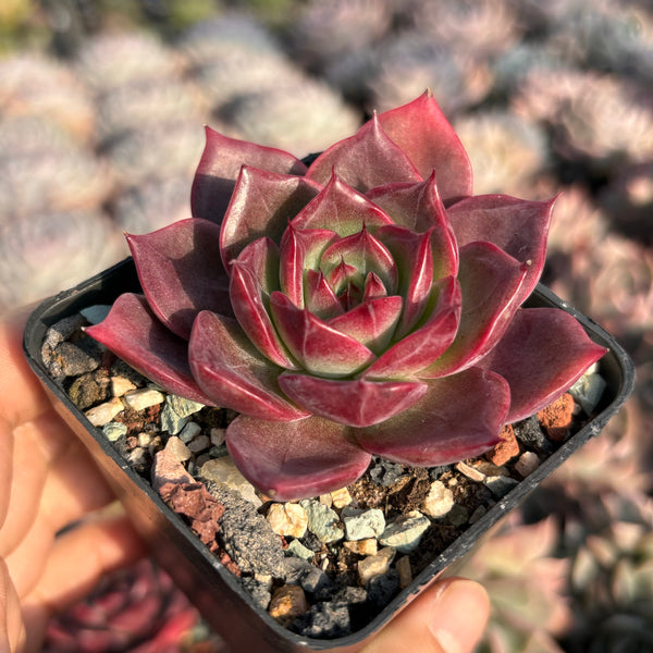 Echeveria Red Maple 红叶 Succulent Delight new hybrid