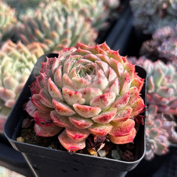 Echeveria Sacred Peach 仙桃