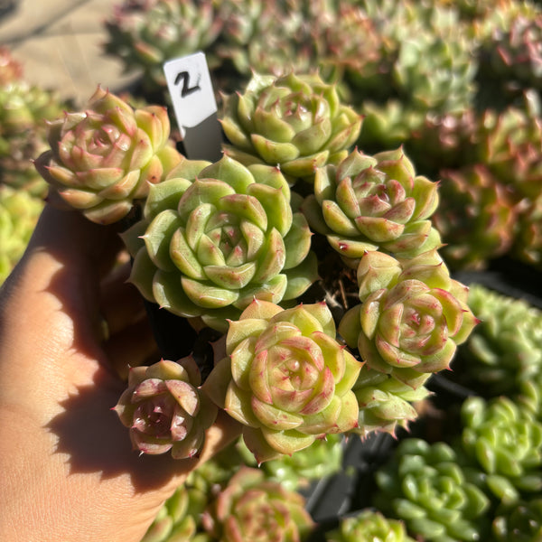Get the same Echeveria Mulgan sp cluster No. 2