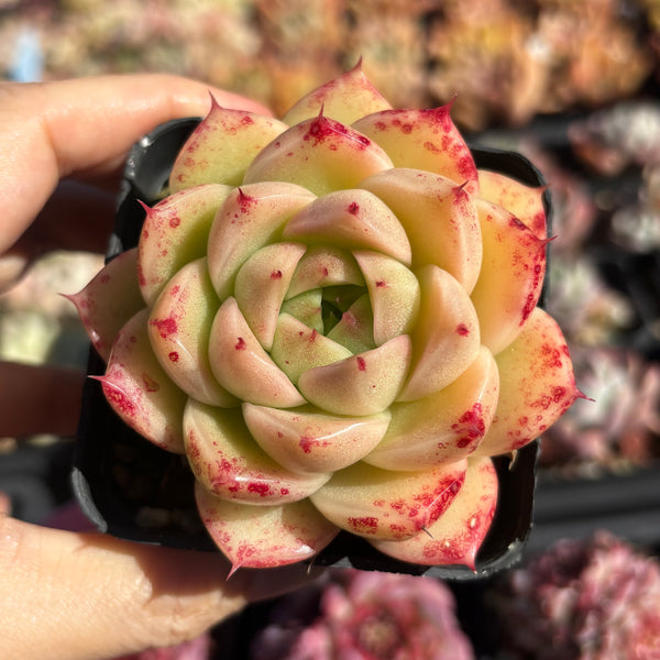 Echeveria Pink Tips Malgan 粉尖麦秆 Succulent Delight new hybrid