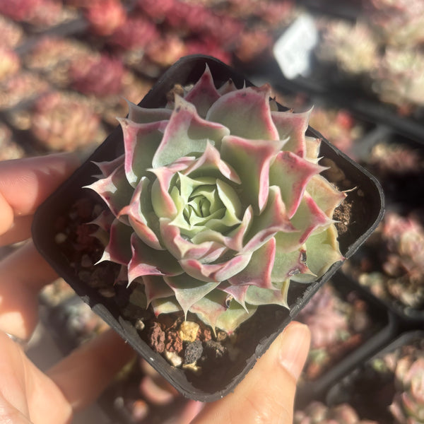Echeveria Simulans Ascension 蓝丝绒
