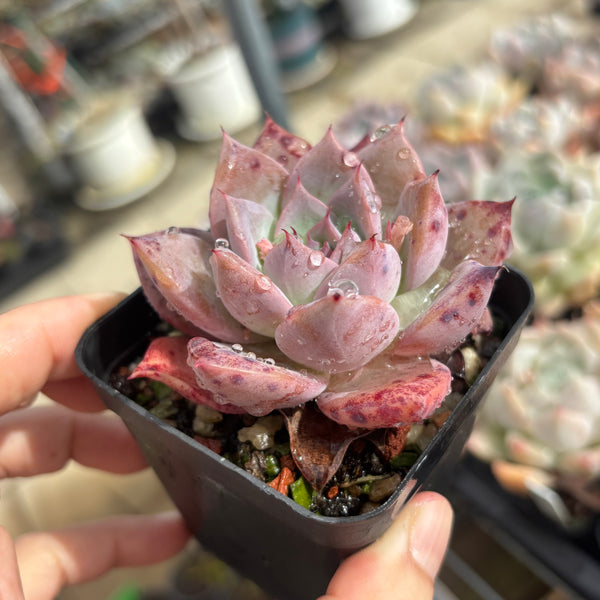 Echeveria Perfect Lover 完美恋人 Succulent Delight New Hybrid