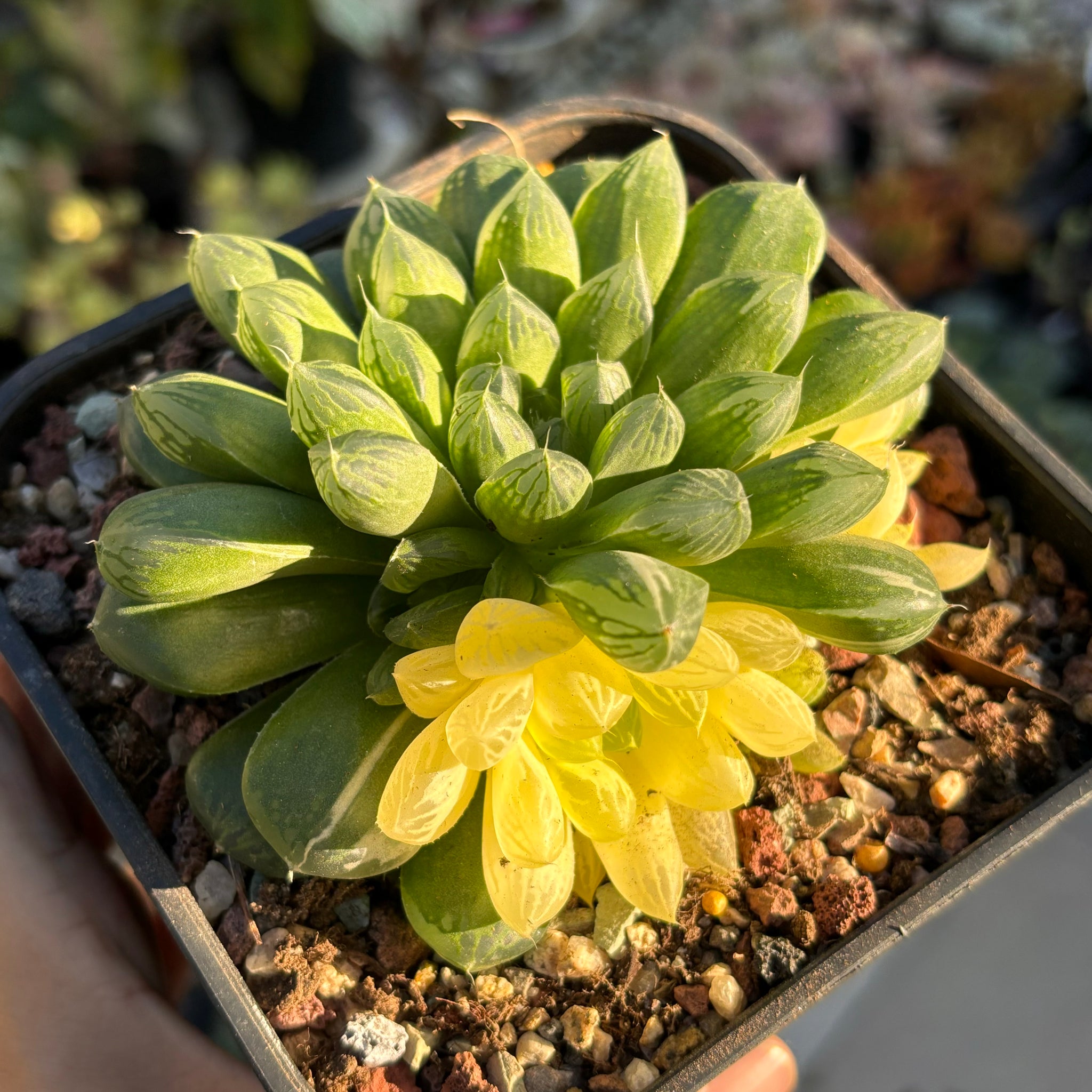 Haworthia Cooperi sp Suzhou variegated 苏州玉露锦