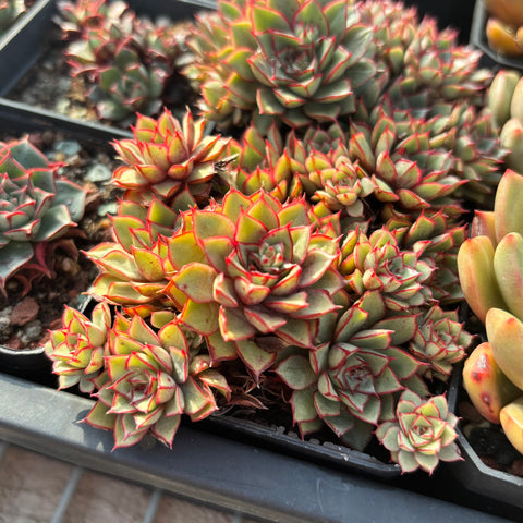 Echeveria Red Dress 小红裙 Succulents Delight New Hybrid