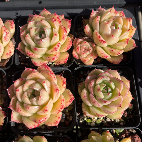 Echeveria Pink Tips Malgan 粉尖麦秆 Succulent Delight new hybrid