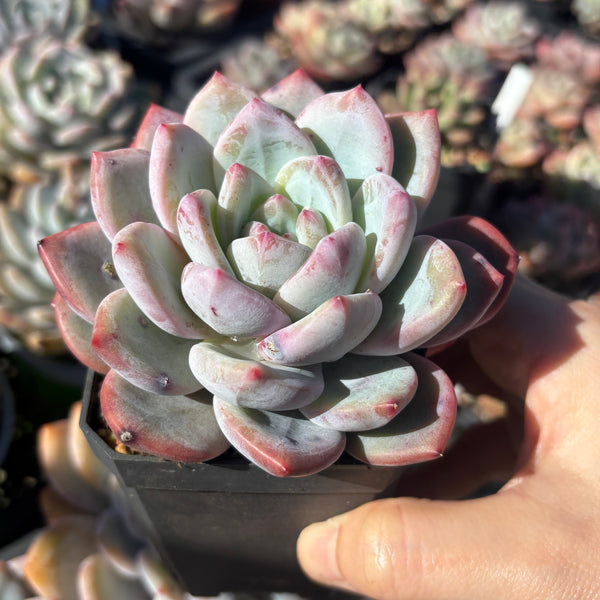 Echeveria Monica 梦卡 Succulent Delight 2026 new hybrid