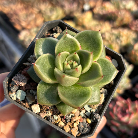 Echeveria Agavoides Holly 冬青东云 Succulent Delight new hybrid