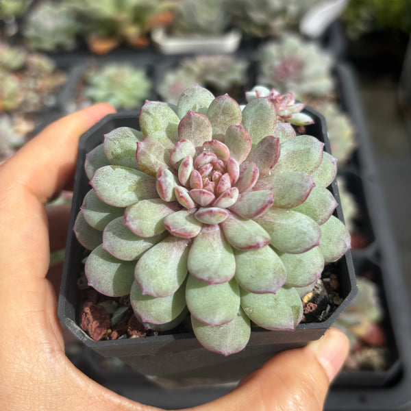 Echeveria Red Snow 红雪 糖心多肉 Succulent Delight new hybrid