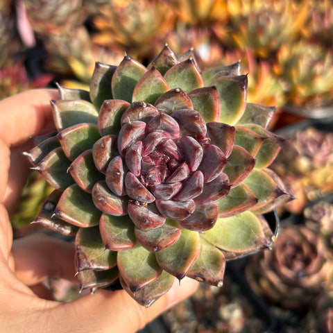 Echeveria Jade Rose 翡翠玫瑰 Succulent Delight new hybrid