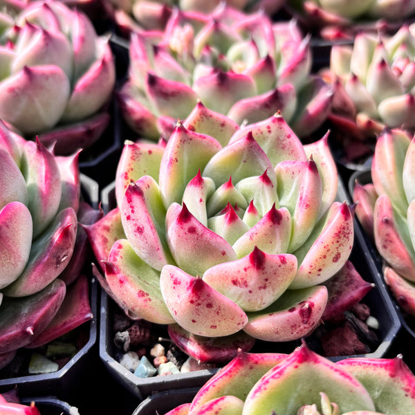 Echeveria Twilight Kiss 暮光之吻 Succulent Delight new hybrid