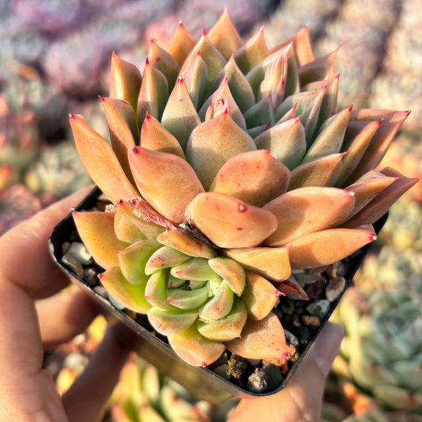 Echeveria Red Dress 红裙 Succulent Delight new hybrid