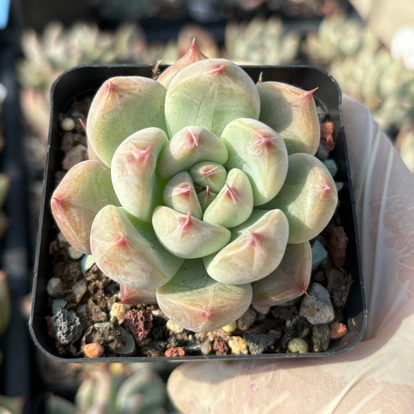 Echeveria Katelyn 凯特琳