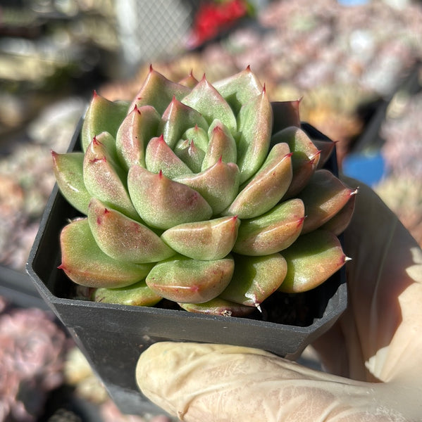 #93 Echeveria Fantasy Rose Silky Variegated 梦幻玫瑰拉丝锦