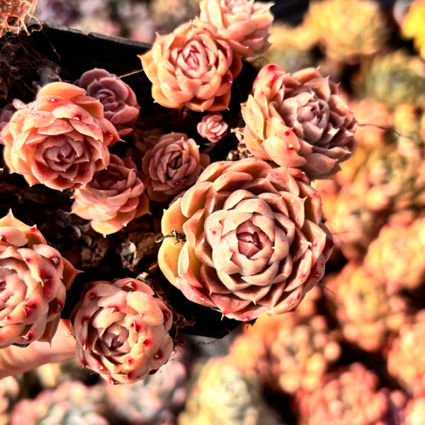 Echeveria Elegans Water Paint 水墨画