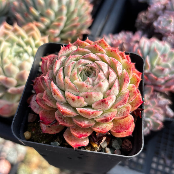 Echeveria Sacred Peach 仙桃