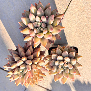 Pachyveria White Grape 白葡萄