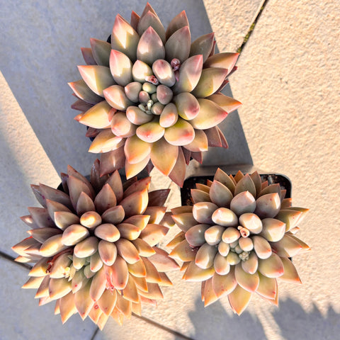 Pachyveria White Grape 白葡萄