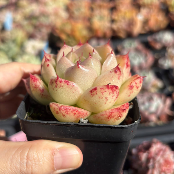 Echeveria Pink Tips Malgan 粉尖麦秆 Succulent Delight new hybrid