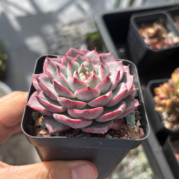 Echeveria Roulette 轮盘 Succulent Delight 2026 new hybrid