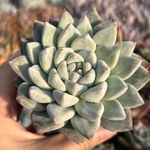 Echeveria Milky Way (with dark lines) 银河（暗纹系）Succulents Delight New Hybrid