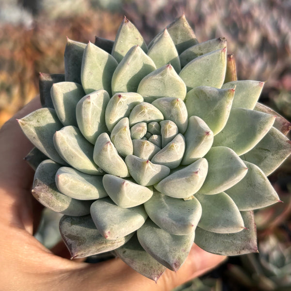 Echeveria Milky Way (with dark lines) 银河（暗纹系）Succulents Delight New Hybrid