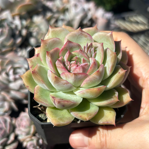 Echeveria Silhouette 糖心剪影 Succulent Delight 2026 new hybrid