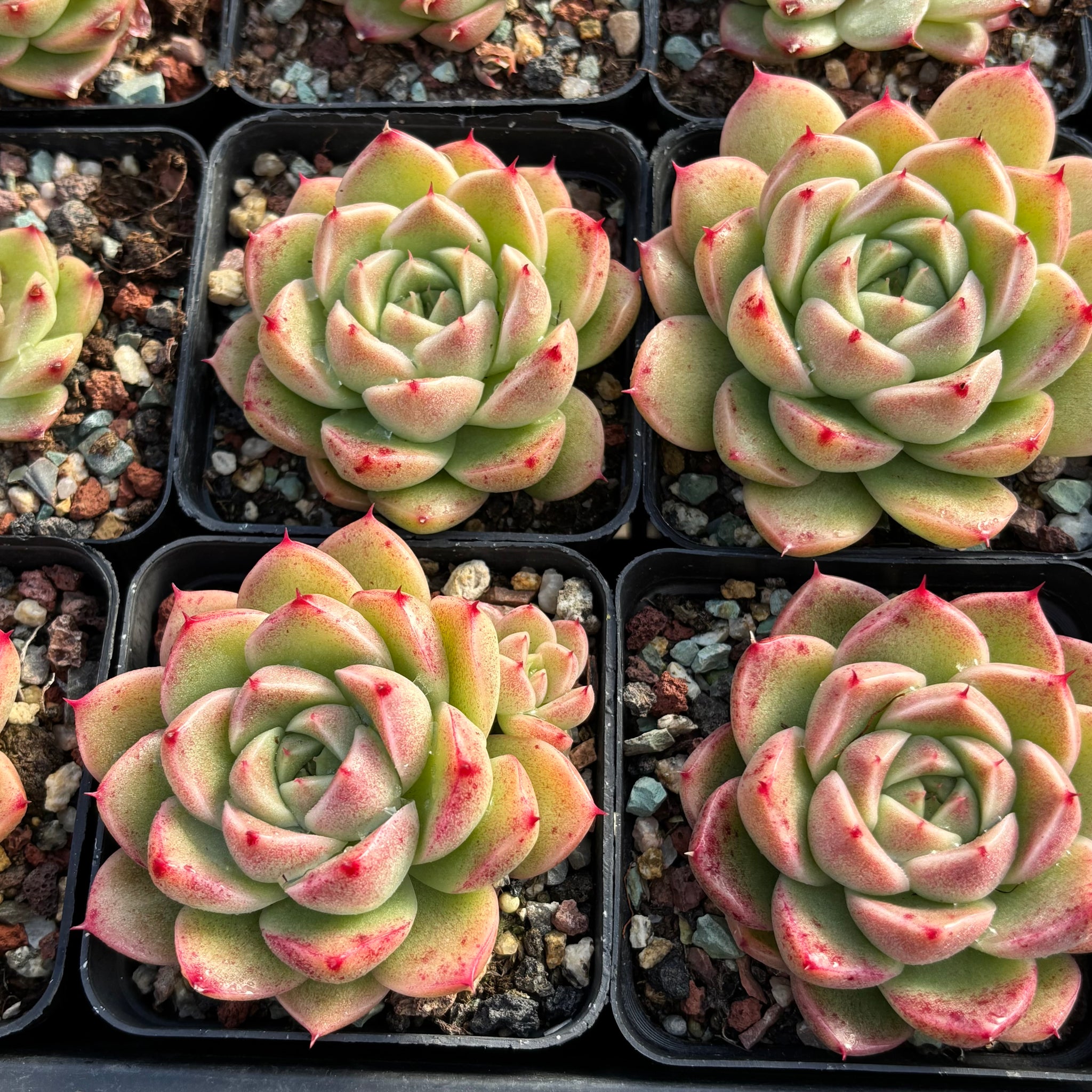 Echeveria Malgan珍妮 多肉植物