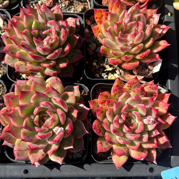 Echeveria Red Queen 红女王 Succulent Delight new hybrid