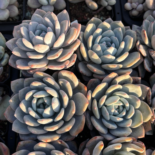 Echeveria Laulindsa 芙蓉雪莲 Succulent Delight new hybrid