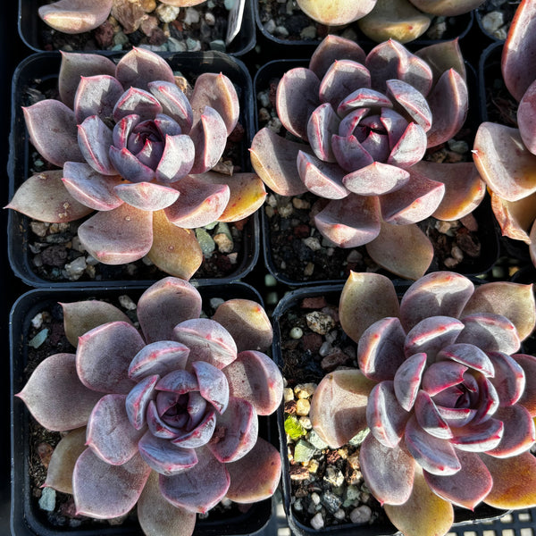 Echeveria Purple Dream 紫梦 Succulent Delight new hybrid