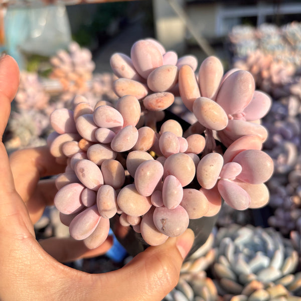 Graptopetalum Amethystinum Lavender Pebbles cluster 桃蛋群