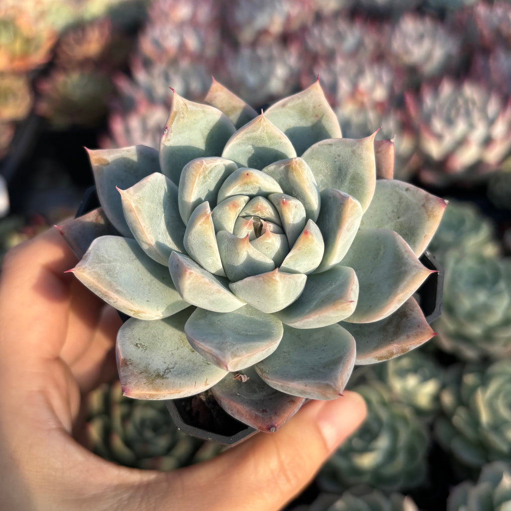 laura succulents Echeveria Laura 罗拉Succulent Delight new hybrid – Succulents Delight