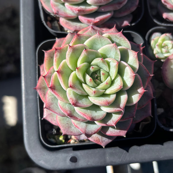 Echeveria Roulette 轮盘 Succulent Delight 2026 new hybrid