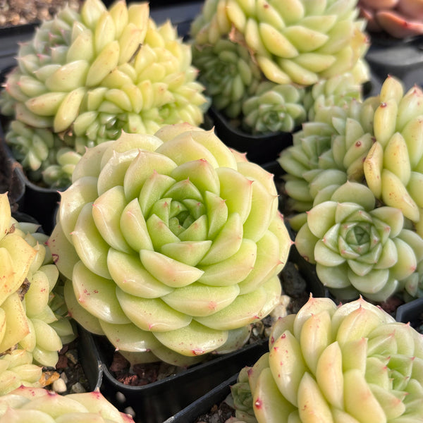 Echeveria Crystal Malgan 水晶麦秆 Succulent Delight new hybrid