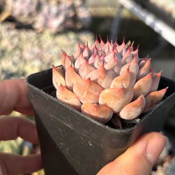 Echeveria cuspidata Pink zaragozae 粉爪