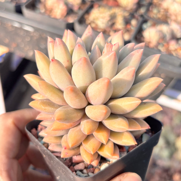Pachyveria White Grape 白葡萄