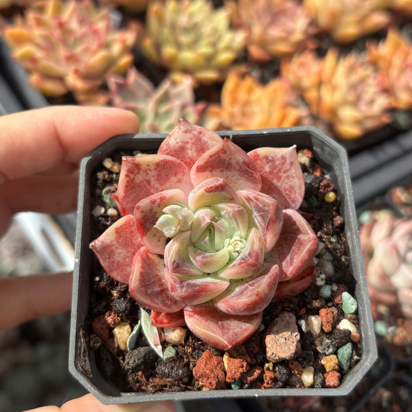 Echeveria Rochelle (with dark lines) 洛雪 带暗纹 Succulents Delight New Hybrid