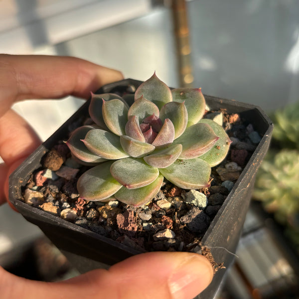 Echeveria Rose Dream 玫瑰梦 Succulent Delight new hybrid