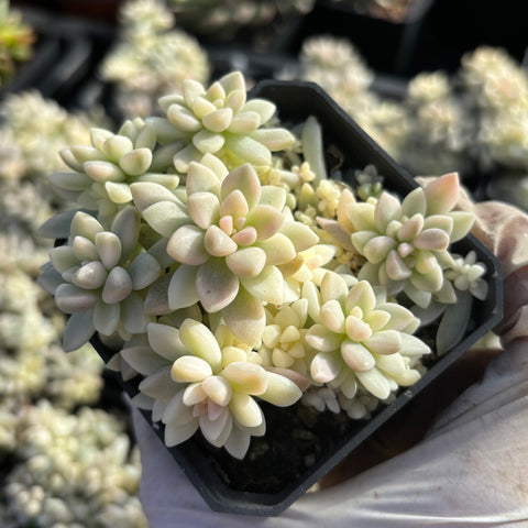 Graptopetalum mirinae variegata 姬秋丽锦